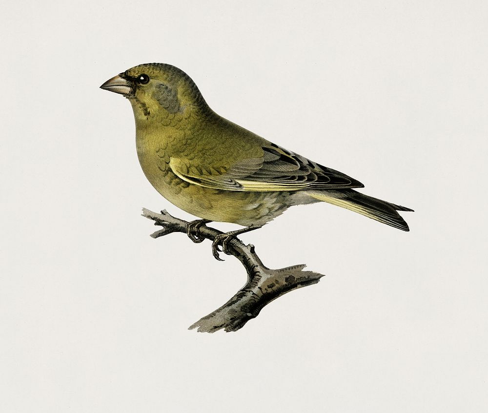 Greefinch male (Chloris chloris) illustrated by the von Wright brothers. Digitally enhanced from our own 1929 folio version…