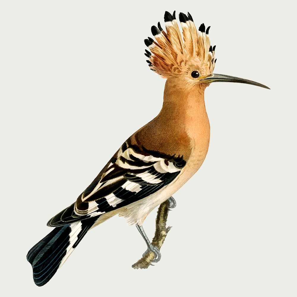 Eurasian hoopoe bird vector hand drawn