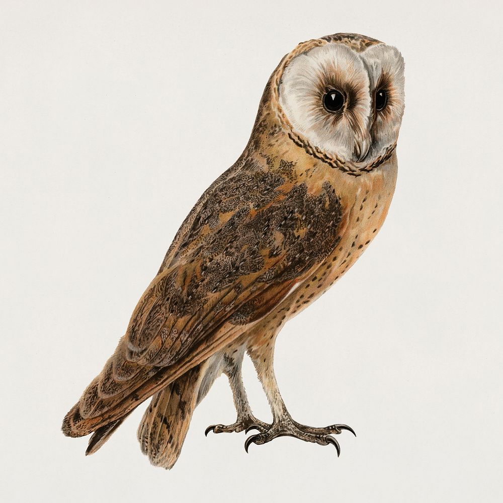 Bird barn owl psd hand drawn
