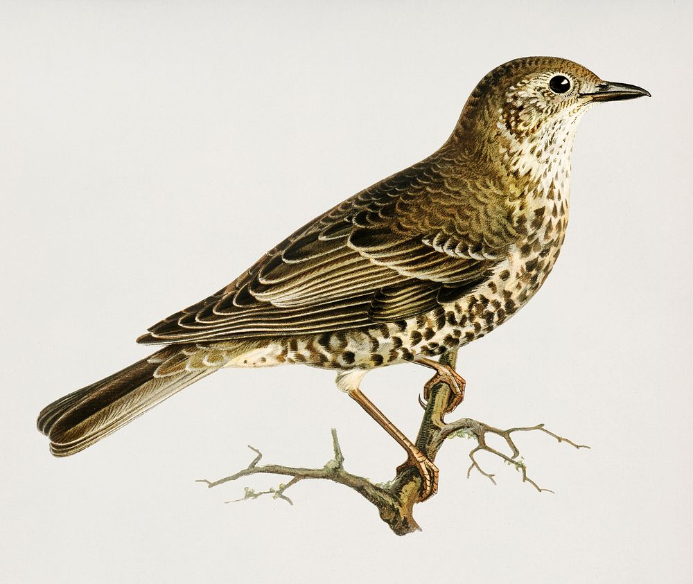 Turdus viscivorus illustrated by the von Wright brothers. Digitally enhanced from our own 1929 folio version of Svenska…