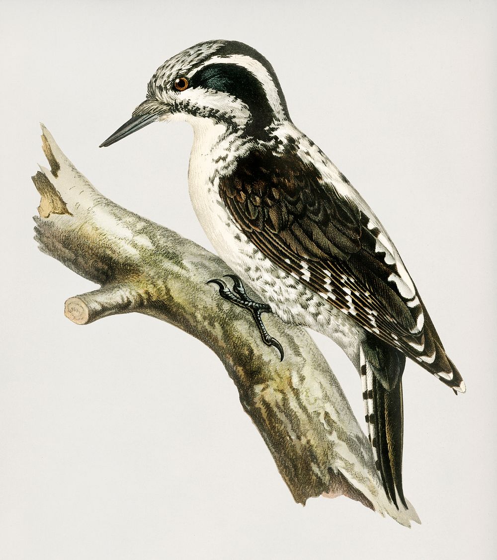 Three-toed woodpecker (Picoides Tridactylus) illustrated by the von Wright brothers. Digitally enhanced from our own 1929…