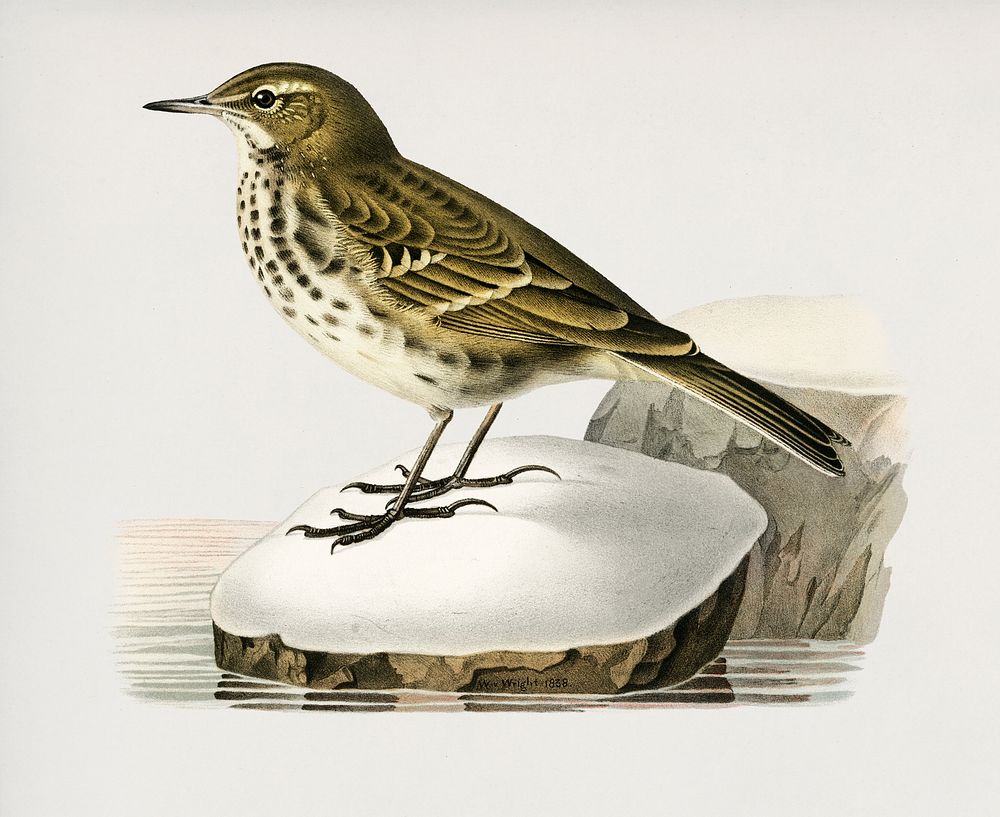 Water pipit (Anthus spinoletta rupestris) illustrated by the von Wright brothers. Digitally enhanced from our own 1929 folio…