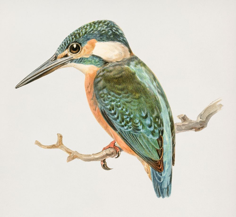 Alcedo ispida illustrated by the von Wright brothers. Digitally enhanced from our own 1929 folio version of Svenska…