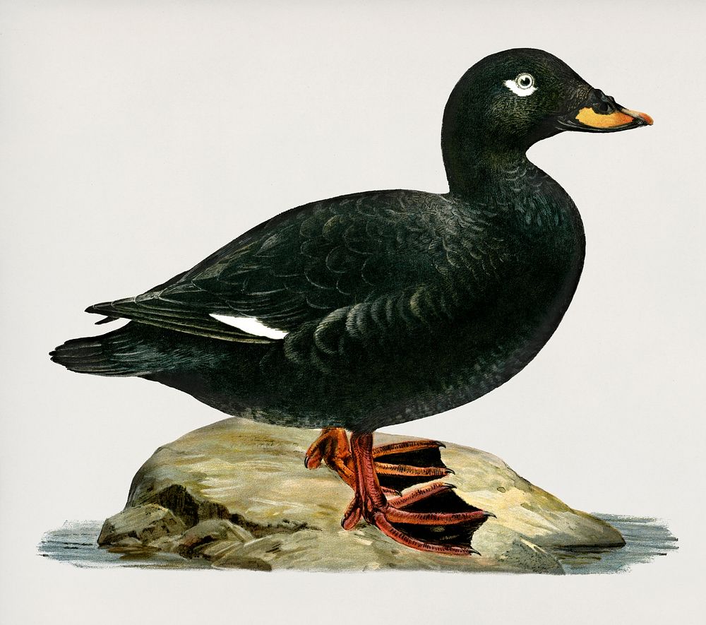 Velvet Scoter male (Oidemia fusca) illustrated by the von Wright brothers. Digitally enhanced from our own 1929 folio…