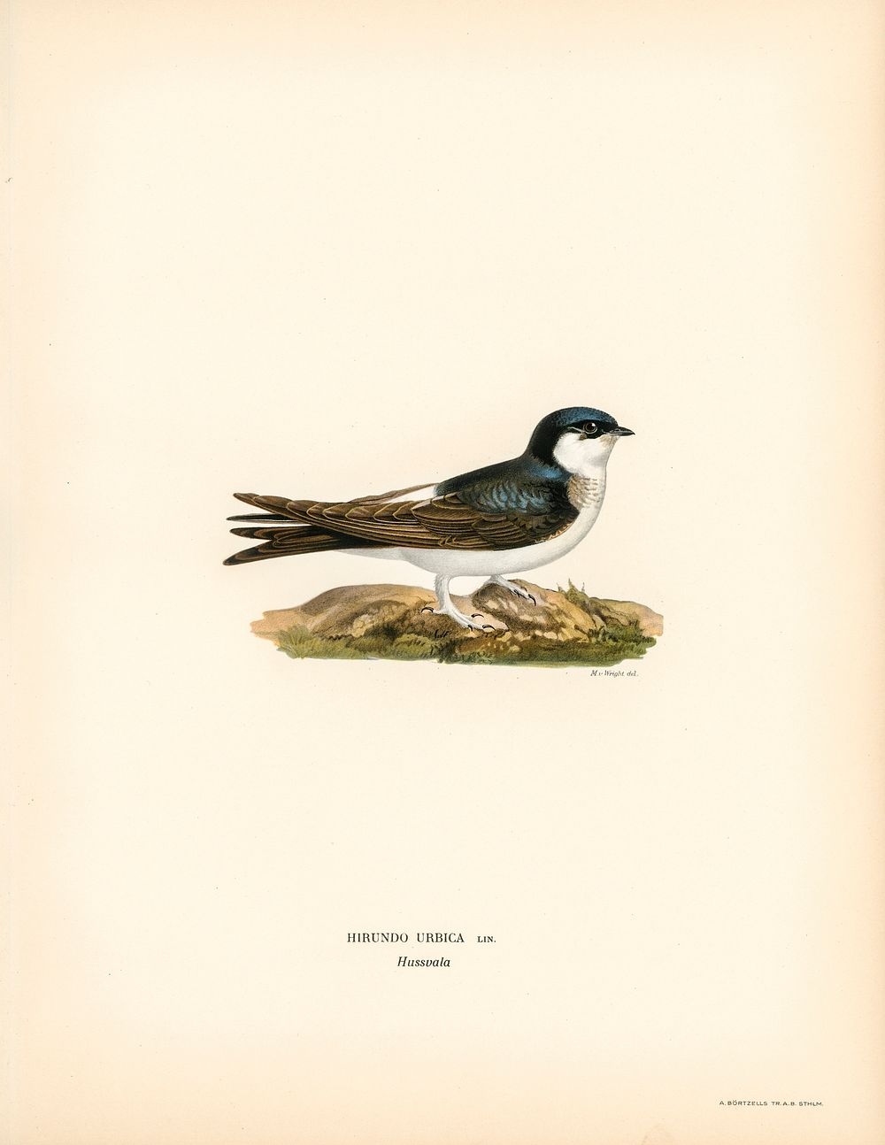 Hirundo Urbica illustrated by the von Wright brothers. Digitally enhanced from our own 1929 folio version of Svenska…