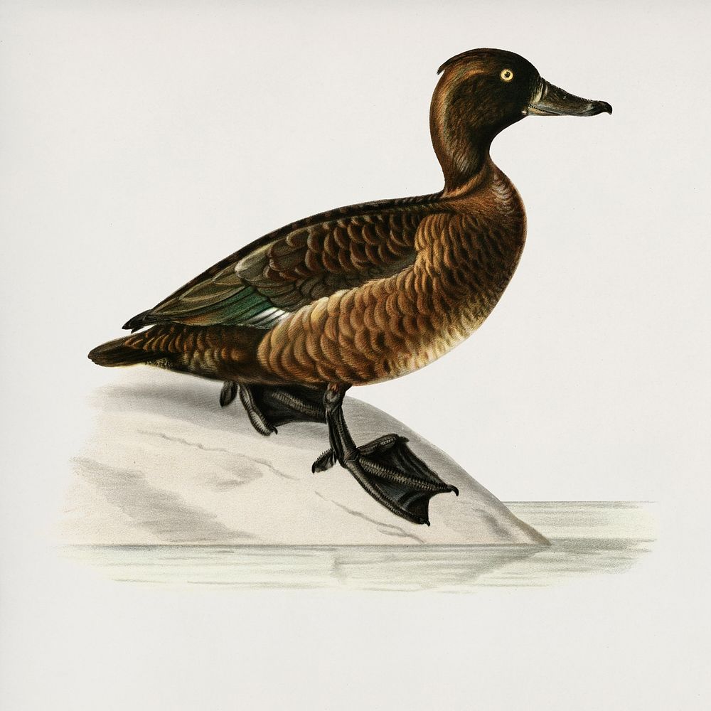 Ferruginous duck female (Nyroca fuligule) illustrated by the von Wright brothers. Digitally enhanced from our own 1929 folio…
