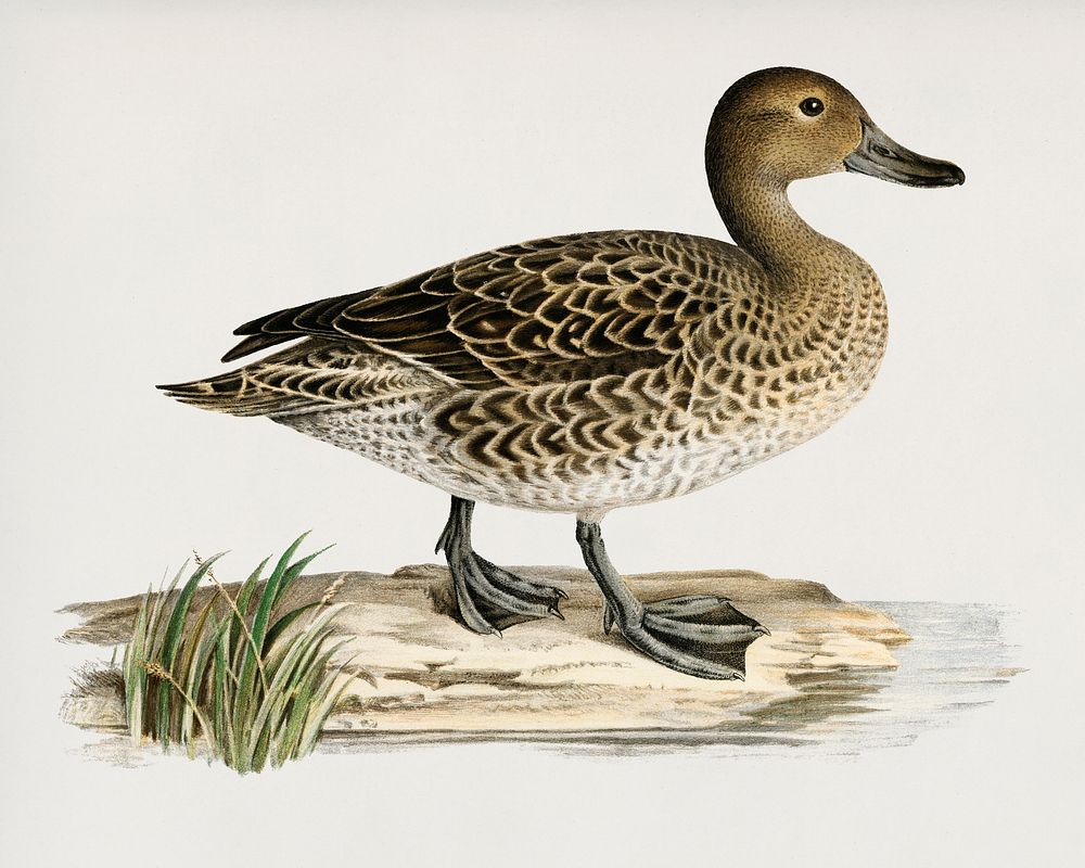 Pintail (Anas acuta) illustrated by the von Wright brothers. Digitally enhanced from our own 1929 folio version of Svenska…
