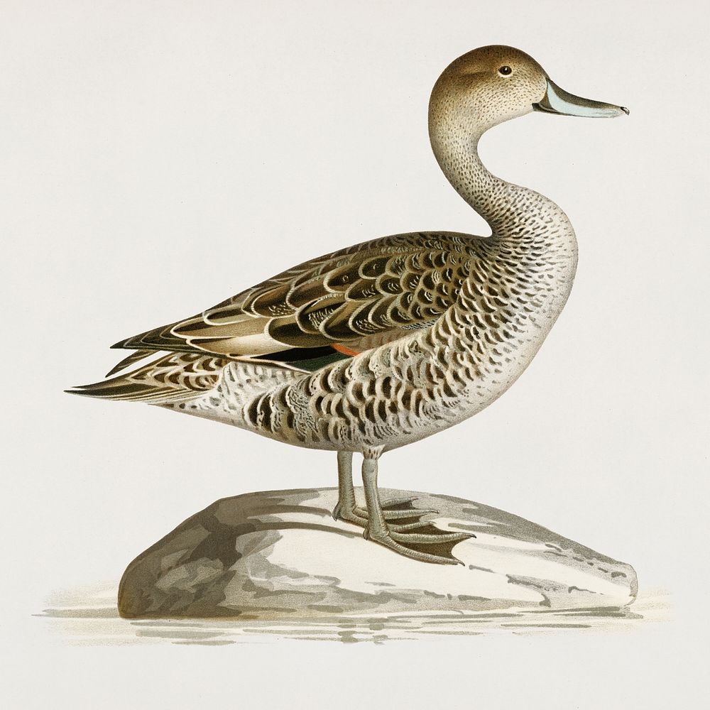 Northern Pintail (Anas(dafila) acuta) illustrated by the von Wright brothers. Digitally enhanced from our own 1929 folio…