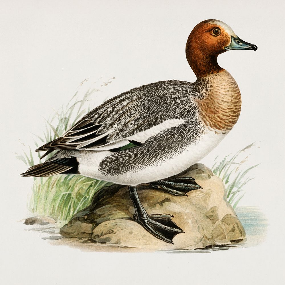 Eurasian wigeon (Anas(mereca) penelope.) illustrated by the von Wright brothers. Digitally enhanced from our own 1929 folio…