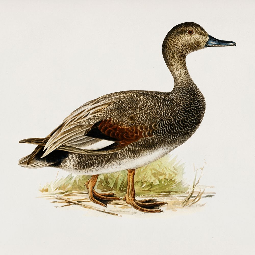 Gadwall (Anas (Chauelasmus) Strepera) illustrated by the von Wright brothers. Digitally enhanced from our own 1929 folio…