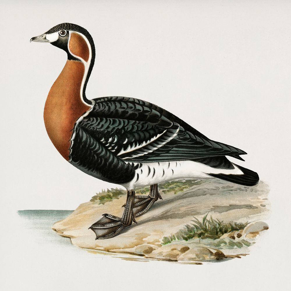 Red-breasted Goose (Branta ruficollis) illustrated by the von Wright brothers. Digitally enhanced from our own 1929 folio…