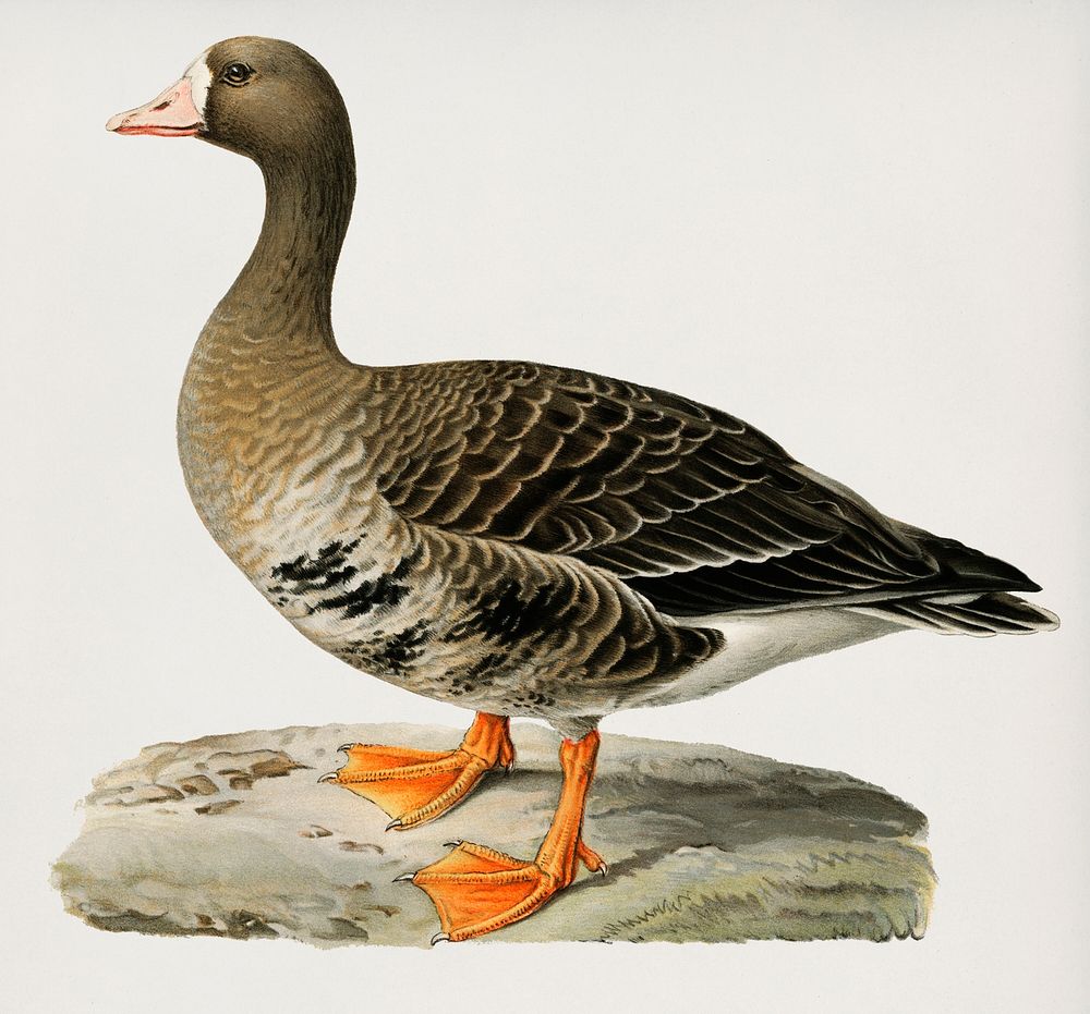 Greater White-fronted Goose (Anser albifrons) illustrated by the von Wright brothers. Digitally enhanced from our own 1929…