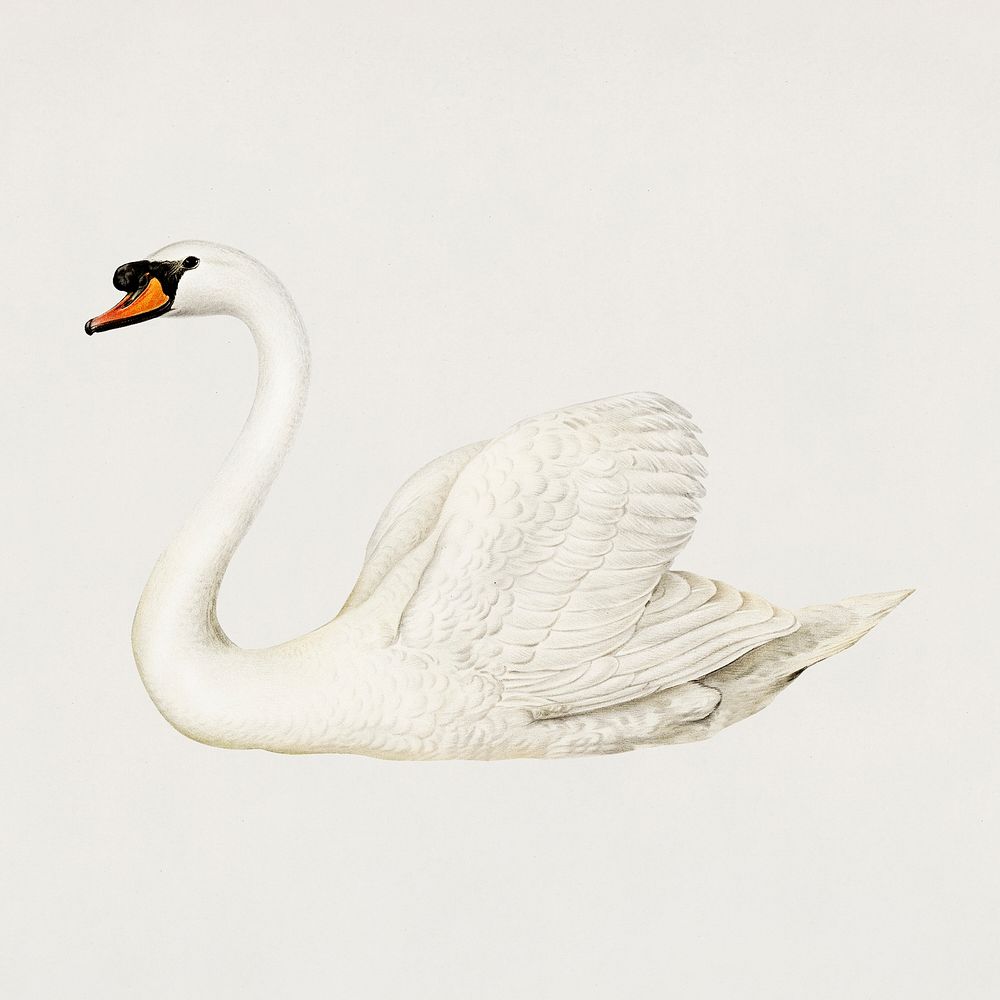 Bird mute swan psd hand drawn