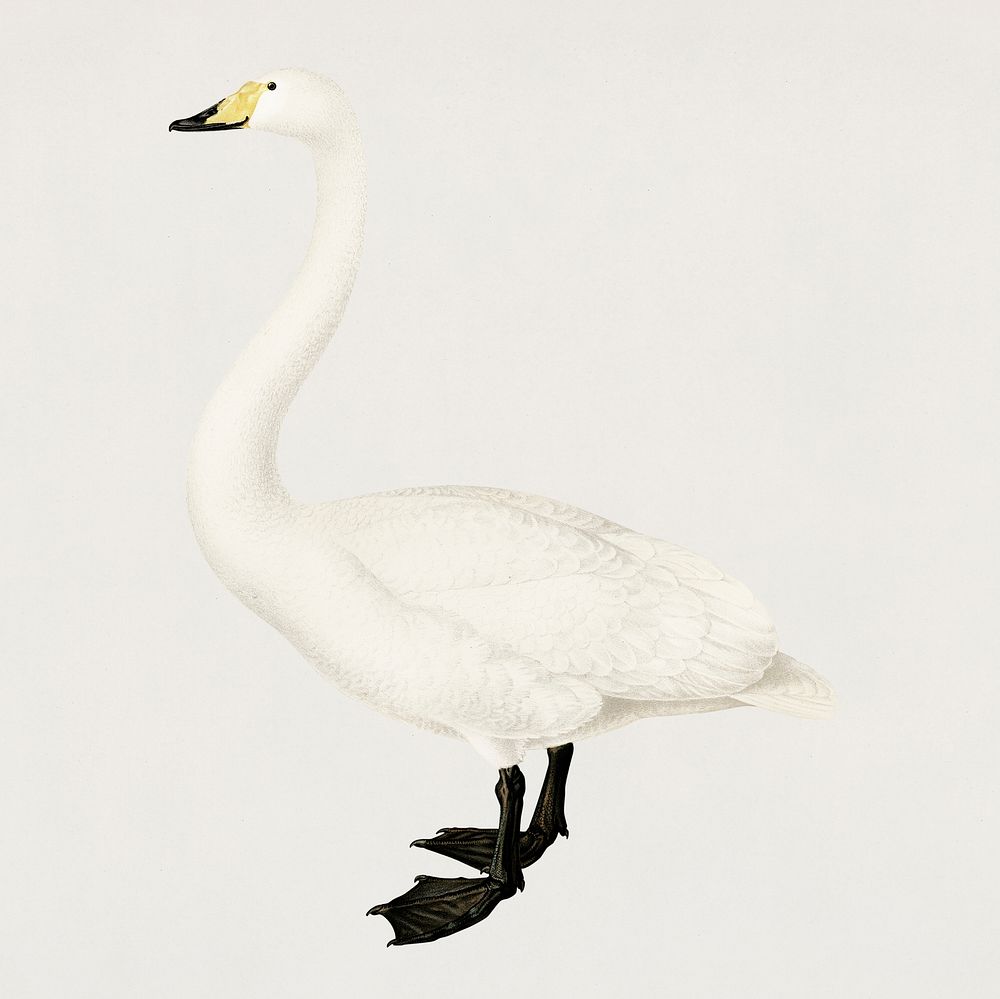 Vintage whooper swan bird hand drawing