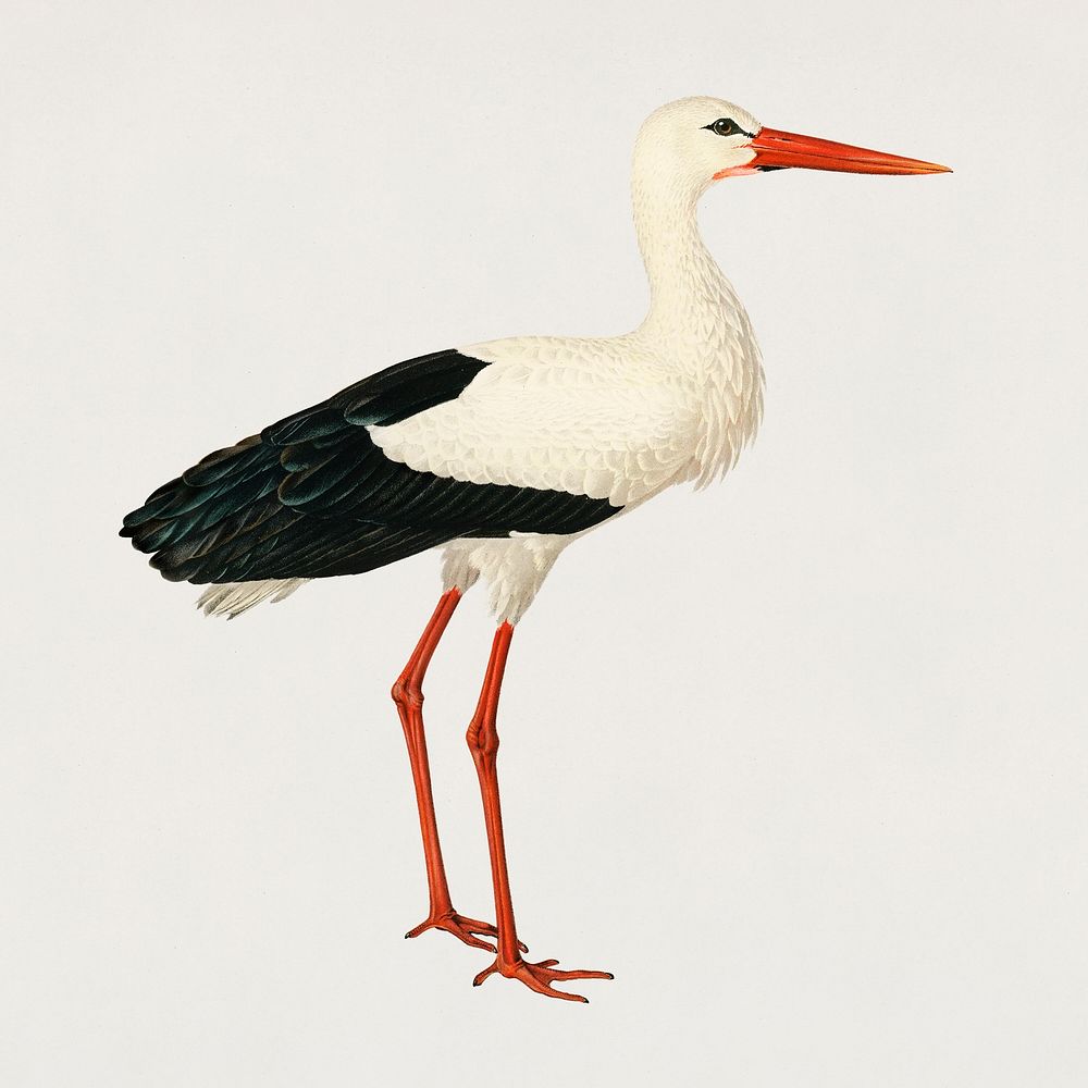 Bird white stork psd hand drawn