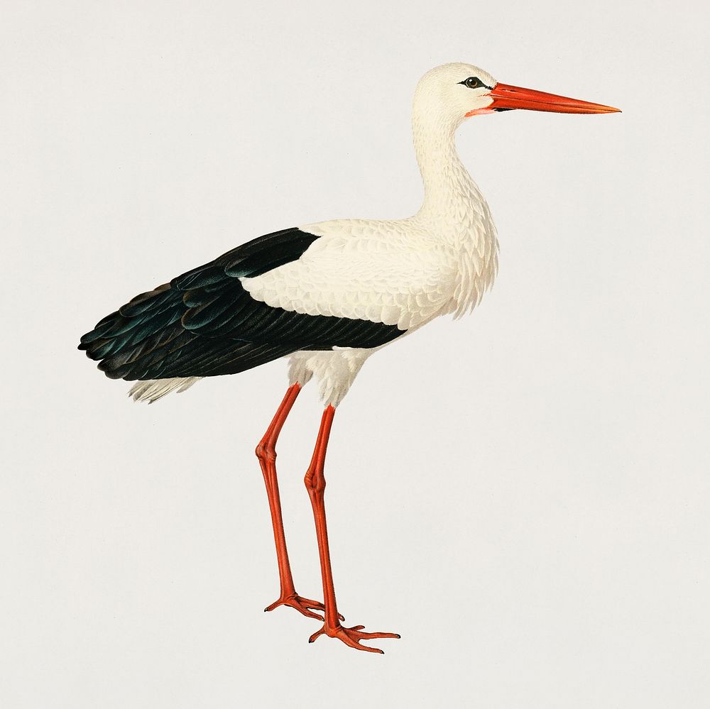 Vintage white stork bird hand drawing