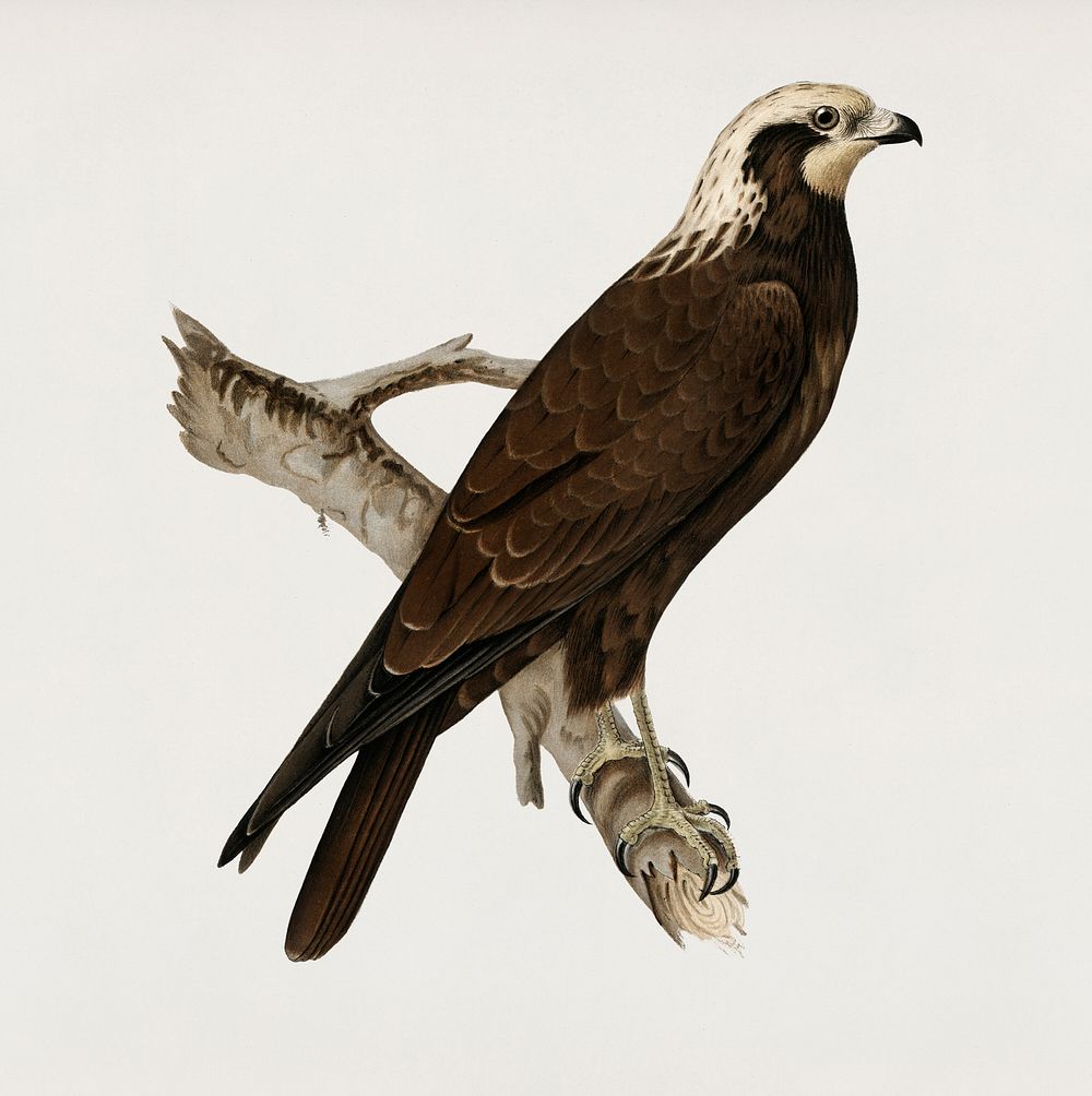Marsh Harrier (Circus aeruginosus) illustrated by the von Wright brothers. Digitally enhanced from our own 1929 folio…