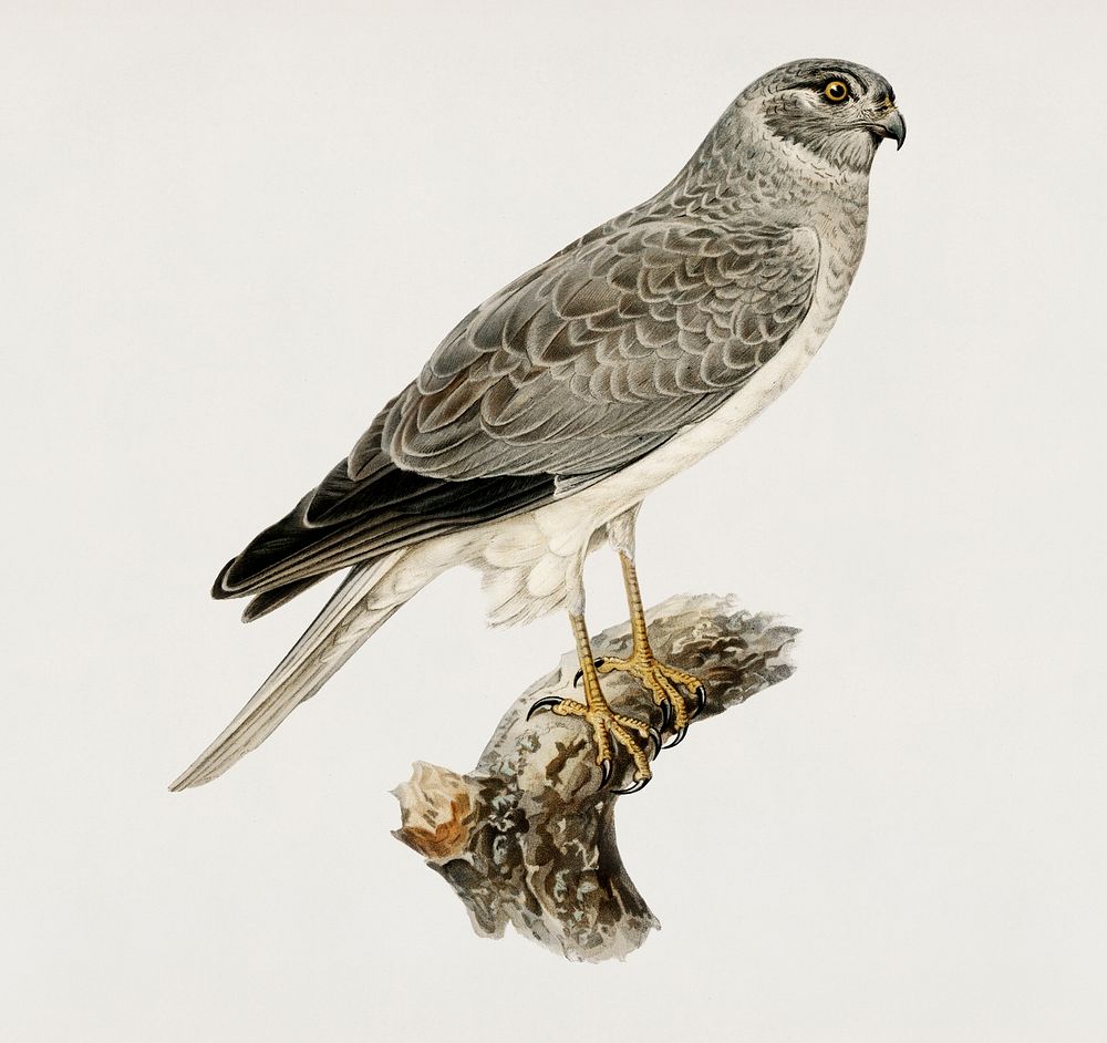 Hen Harrier male (Circus cyaneus) illustrated by the von Wright brothers. Digitally enhanced from our own 1929 folio version…