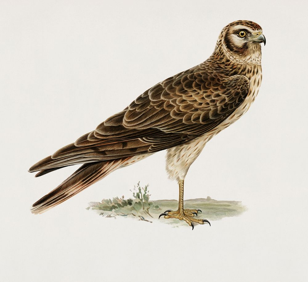 Pale Harrier, Pallid Harrier female (Circus macrourus) illustrated by the von Wright brothers. Digitally enhanced from our…