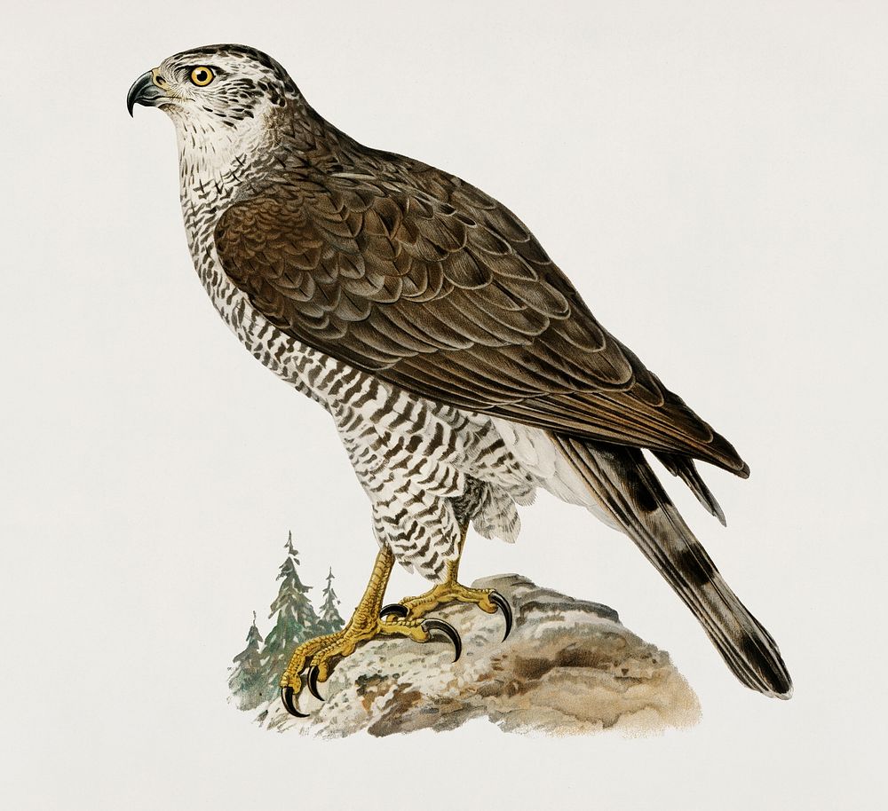 Goshawk female (Accipiter gentilis) illustrated by the von Wright brothers. Digitally enhanced from our own 1929 folio…