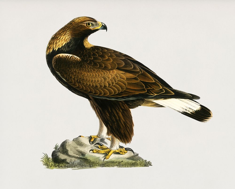 Golden Eagle (Aquila chrysaetos) illustrated by the von Wright brothers. Digitally enhanced from our own 1929 folio version…
