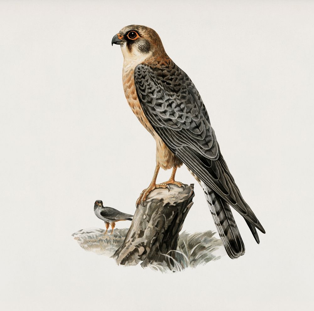 Red-footed Falcon female (Falco vespertinus) illustrated by the von Wright brothers. Digitally enhanced from our own 1929…