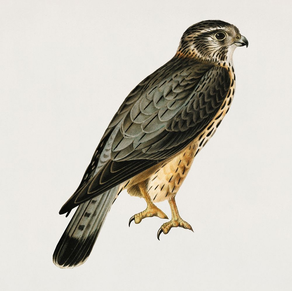 Vintage merlin bird hand drawing