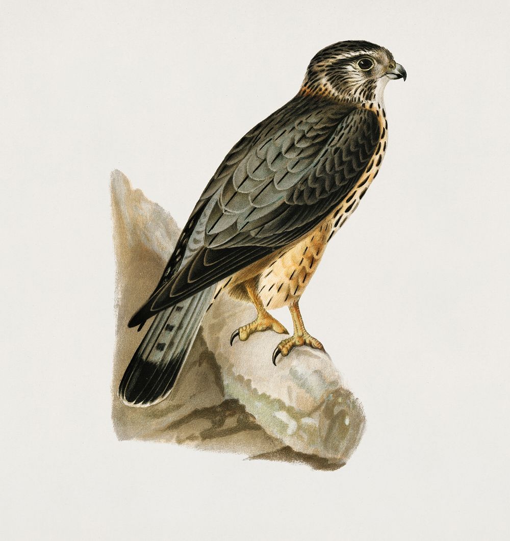 Merlin male (Falco aesalon) illustrated by the von Wright brothers. Digitally enhanced from our own 1929 folio version of…