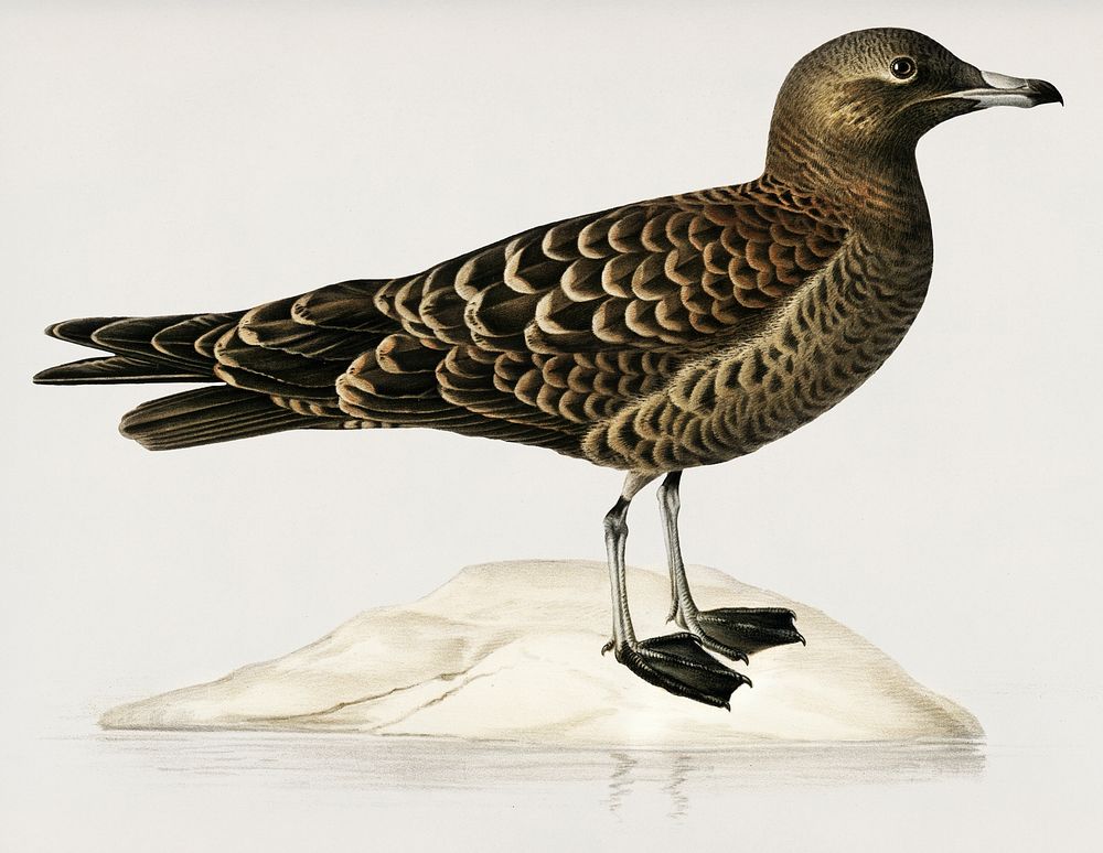 Parasitic jaeger (Stercorarius parasiticus) illustrated by the von Wright brothers. Digitally enhanced from our own 1929…
