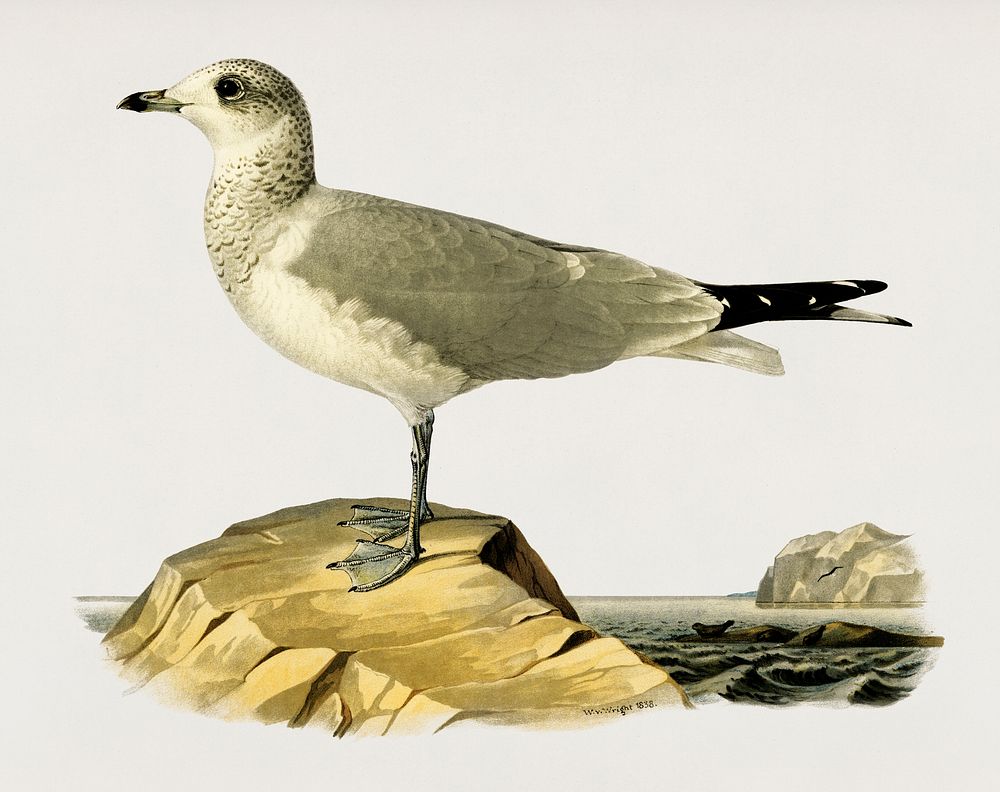 Common gull (Larus canus) illustrated by the von Wright brothers. Digitally enhanced from our own 1929 folio version of…