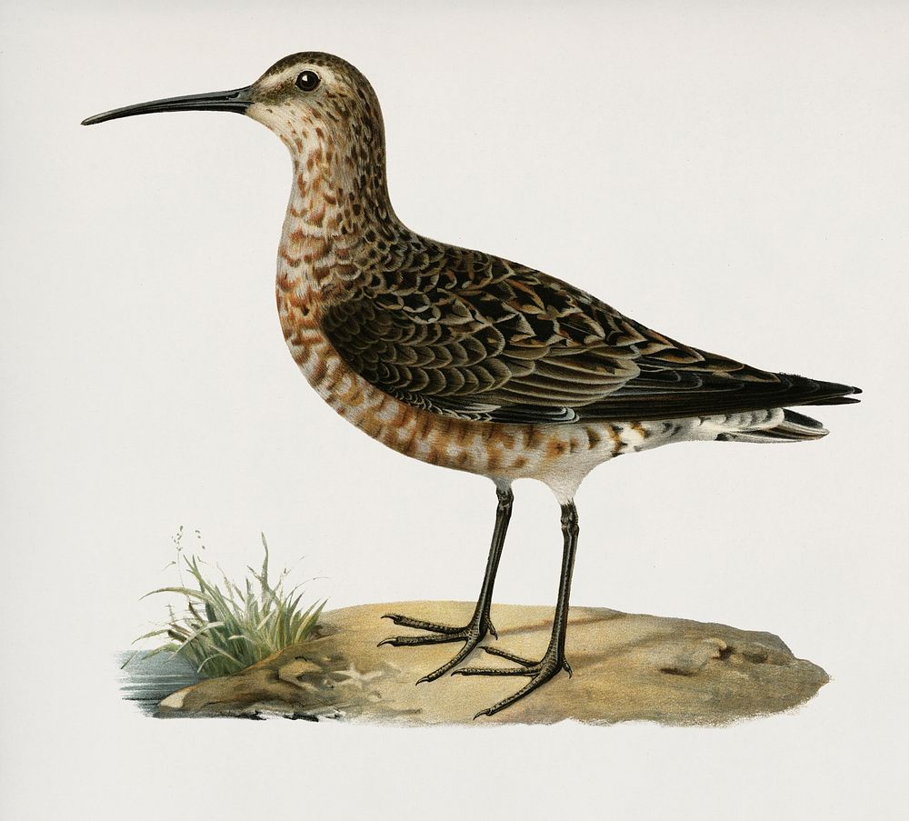Curlew Sandpiper (Tringa ferruginea) illustrated by the von Wright brothers. Digitally enhanced from our own 1929 folio…
