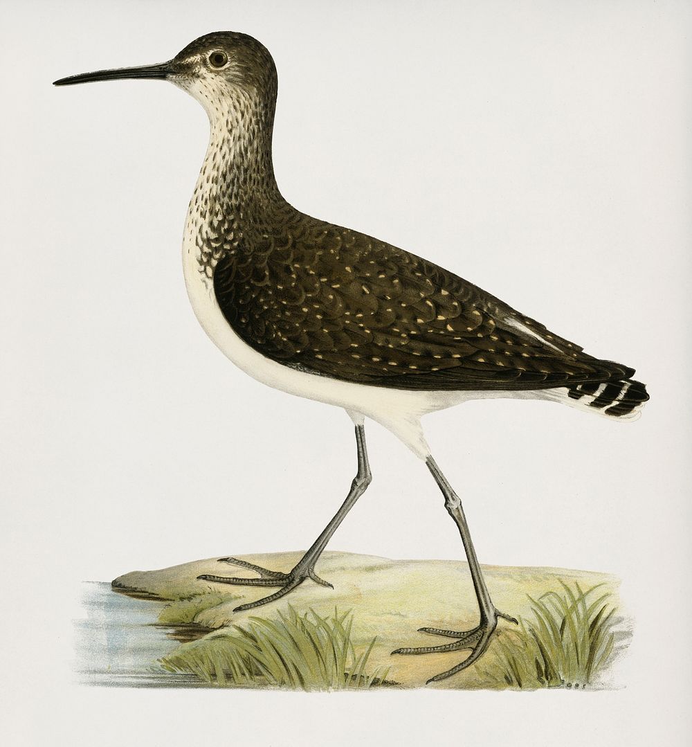 Green Sandpiper (Totanus ochropus) illustrated by the von Wright brothers. Digitally enhanced from our own 1929 folio…
