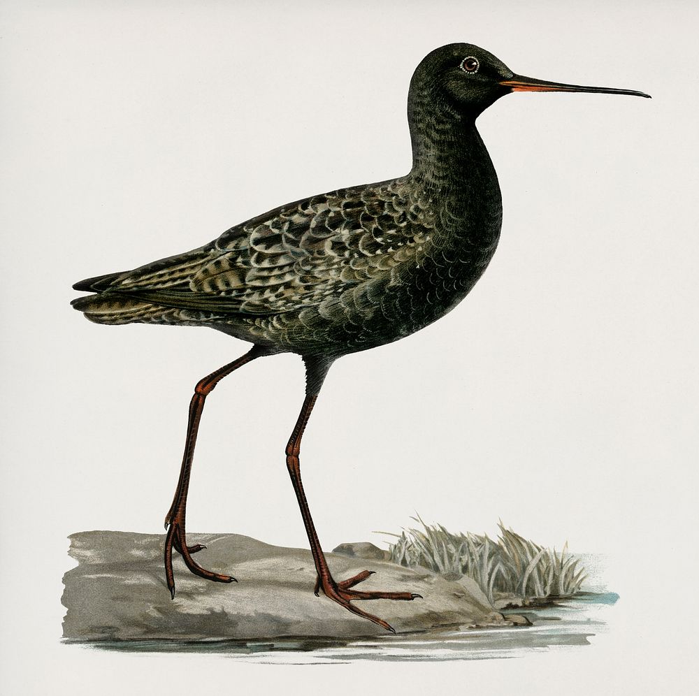 Spotted redshank (Totanus erythropus) illustrated by the von Wright brothers. Digitally enhanced from our own 1929 folio…
