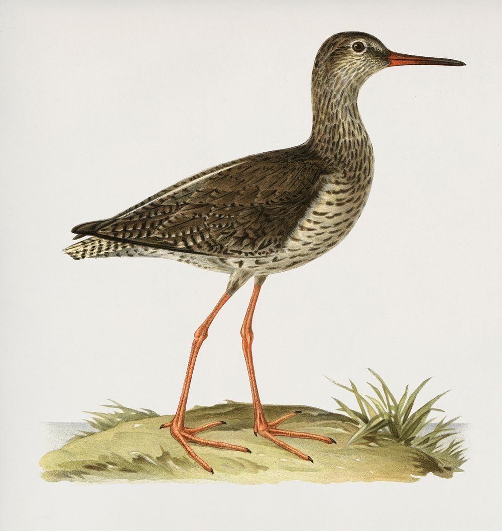 Common redshank (Totanus totanus) illustrated by the von Wright brothers. Digitally enhanced from our own 1929 folio version…