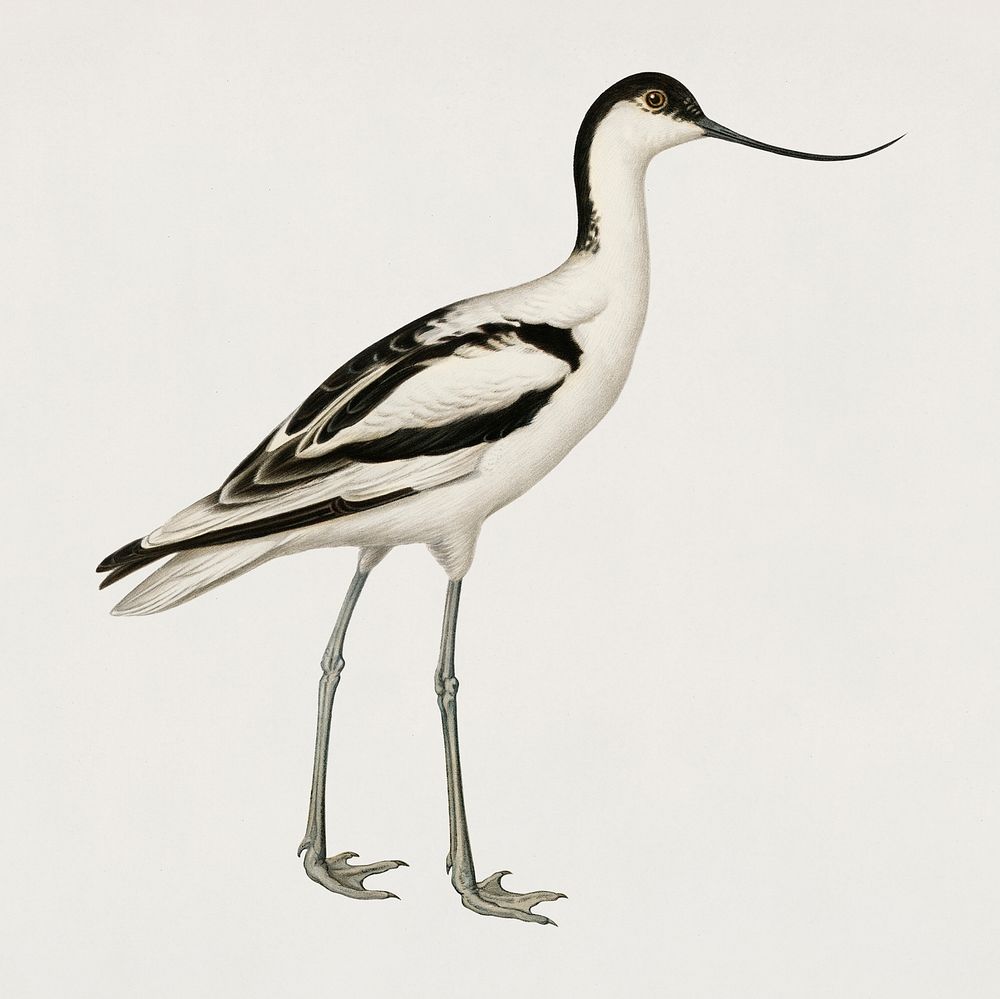 Vintage pied avocet bird hand drawing