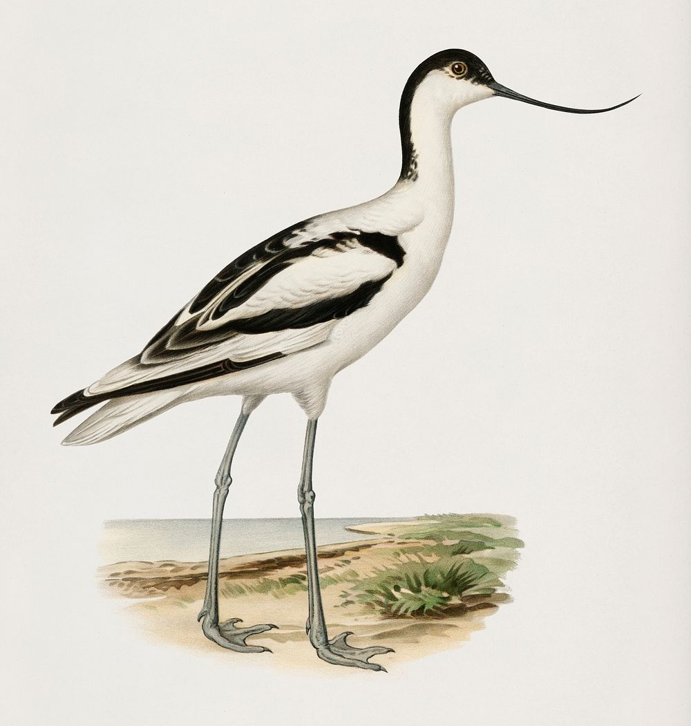 Pied avocet (Recurvirostra avosetta) illustrated by the von Wright brothers. Digitally enhanced from our own 1929 folio…