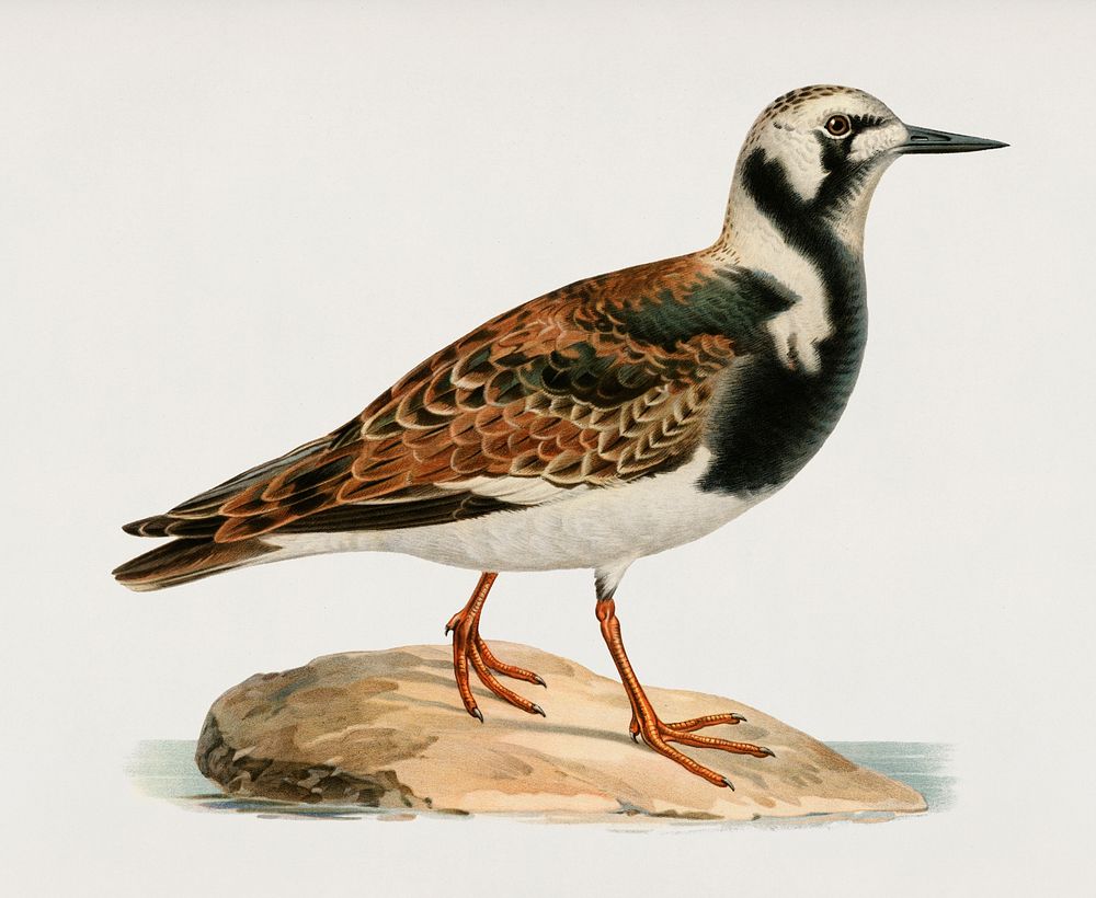 Ruddy turnstone ♂ (Arenaria interpres) illustrated by the von Wright brothers. Digitally enhanced from our own 1929 folio…