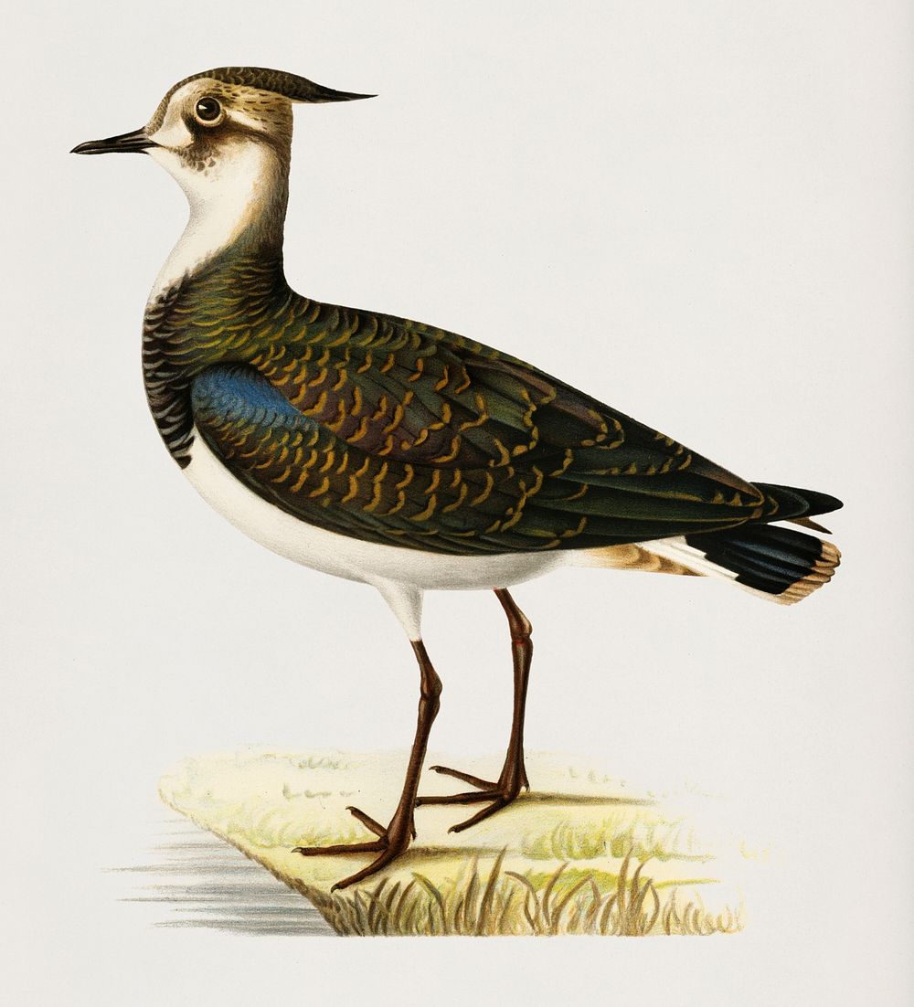 Nortnern lapwing (Vanellus vanellus) illustrated by the von Wright brothers. Digitally enhanced from our own 1929 folio…
