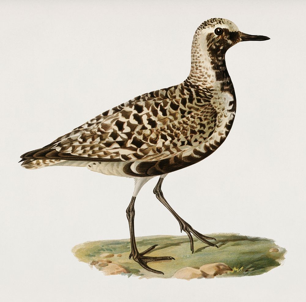 Grey plover (Squatarola squatarola) illustrated by the von Wright brothers. Digitally enhanced from our own 1929 folio…