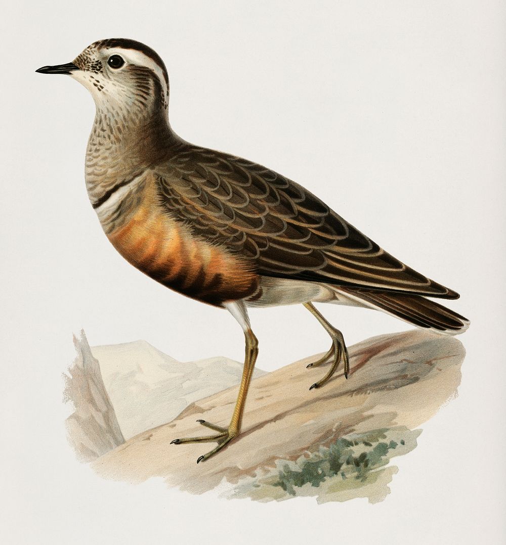 Eurasian dottere (charadrius (eudromias) morinellusl) illustrated by the von Wright brothers. Digitally enhanced from our…