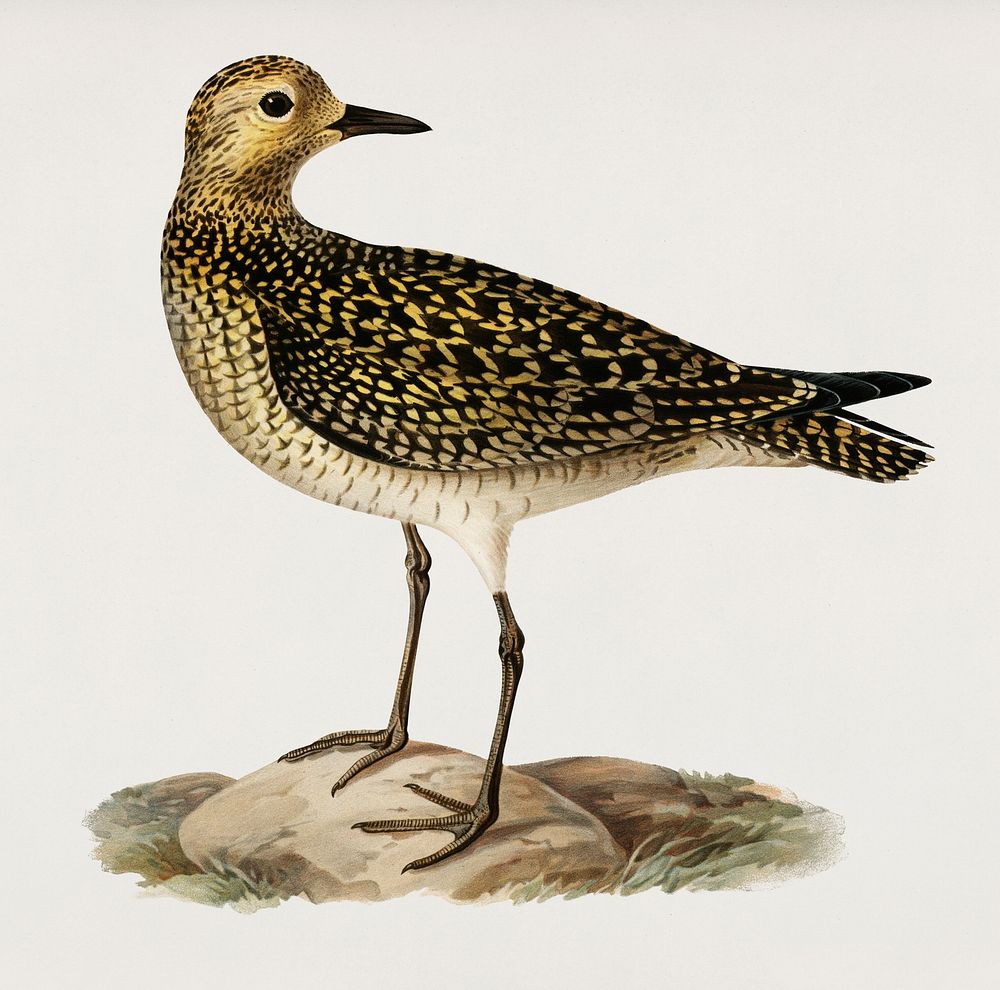 European Golden-Plover (Charadrius pluvialis apricarius) illustrated by the von Wright brothers. Digitally enhanced from our…
