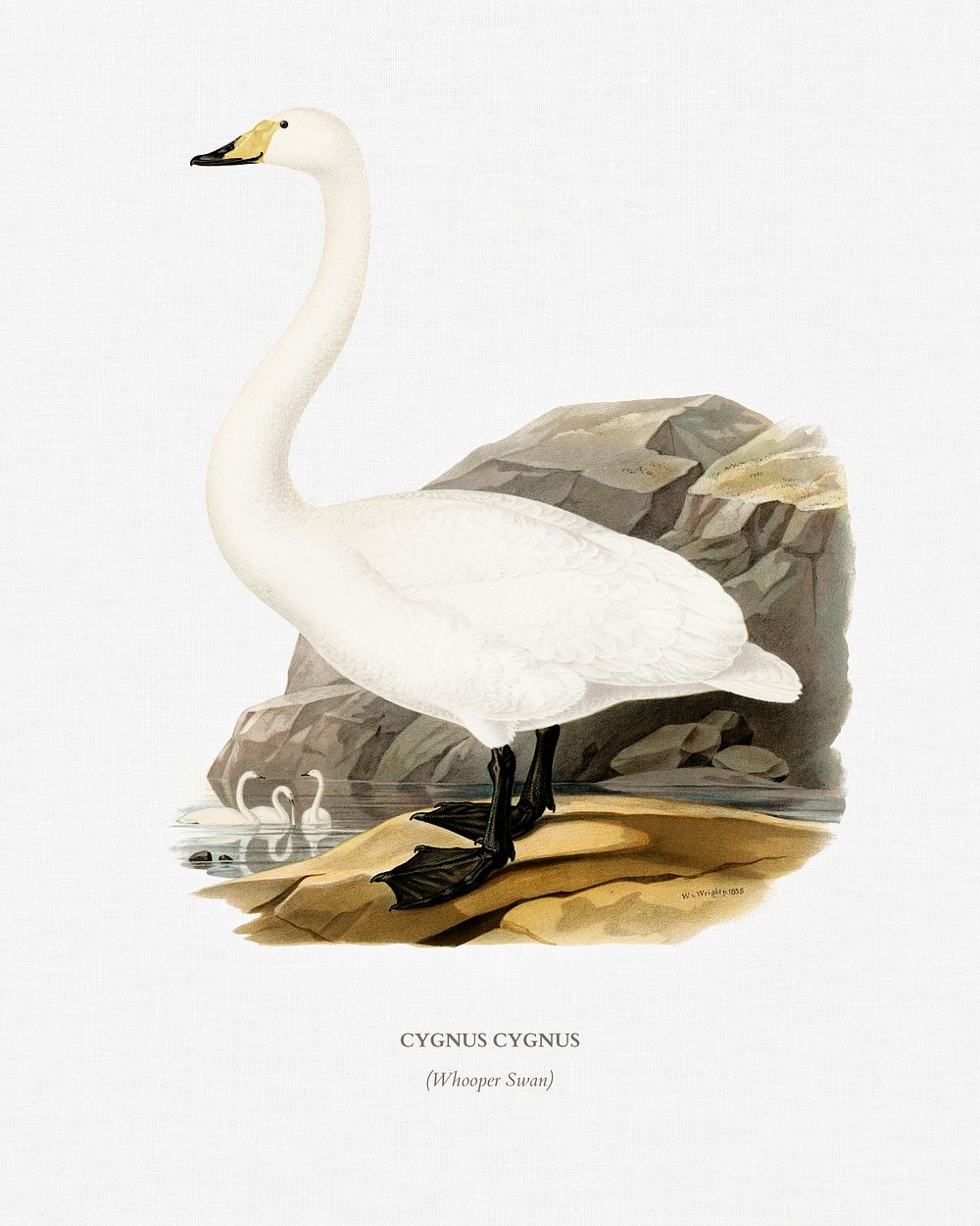 Whooper Swan (Cygnus cygnus) illustrated by the von Wright brothers. Digitally enhanced from our own 1929 folio version of…