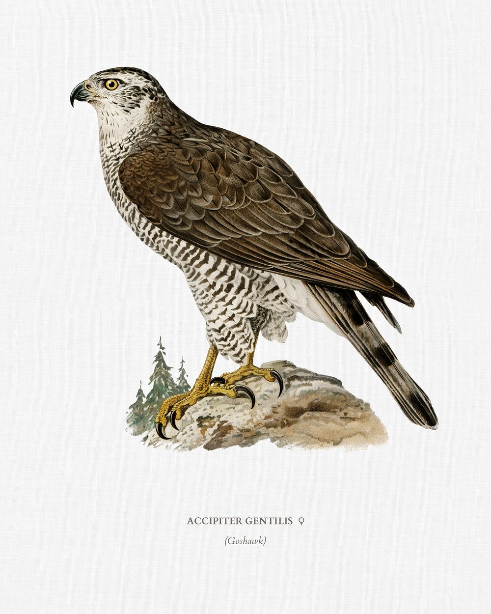 Goshawk female (Accipiter gentilis) illustrated by the von Wright brothers. Digitally enhanced from our own 1929 folio…