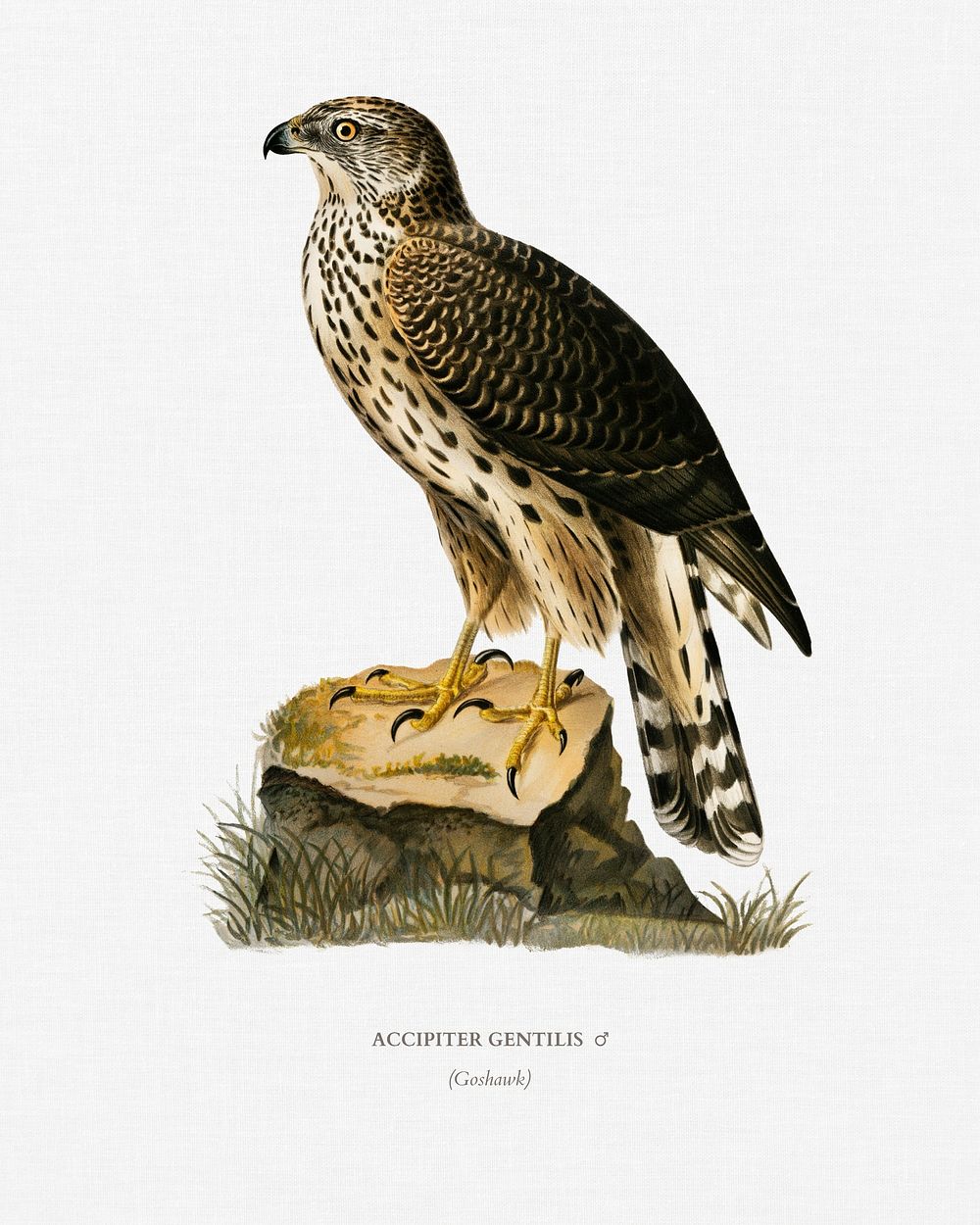 Goshawk (Accipiter gentilis) illustrated by the von Wright brothers. Digitally enhanced from our own 1929 folio version of…