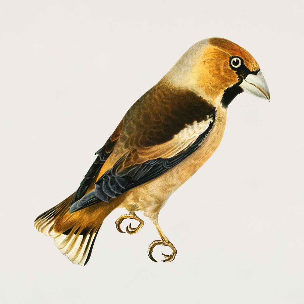 Vintage hawfinch bird hand drawing