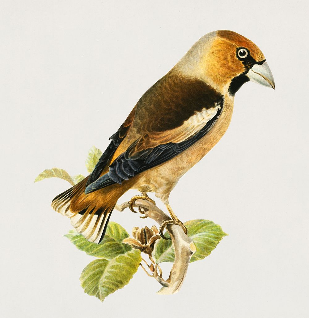 Hawfinch (Coccothraustes coccothraustes) illustrated by the von Wright brothers. Digitally enhanced from our own 1929 folio…