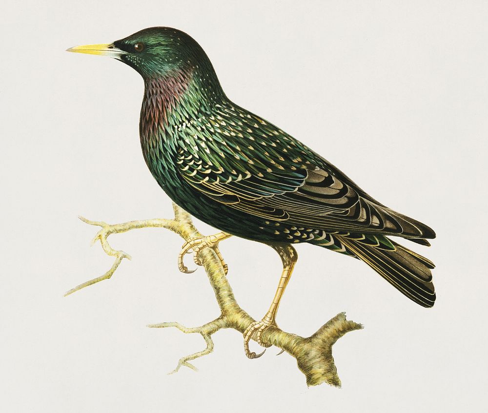 European Starling (Sturnus vulgaris) illustrated by the von Wright brothers. Digitally enhanced from our own 1929 folio…