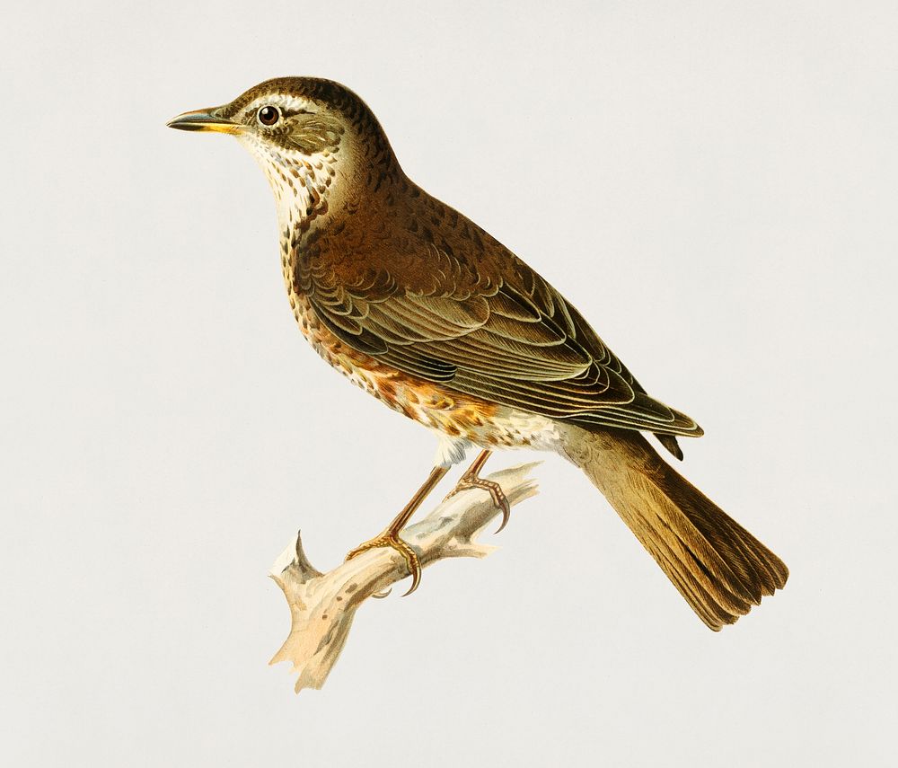 Redwing (Turdus iliacus x turdus pilaris) illustrated by the von Wright brothers. Digitally enhanced from our own 1929 folio…