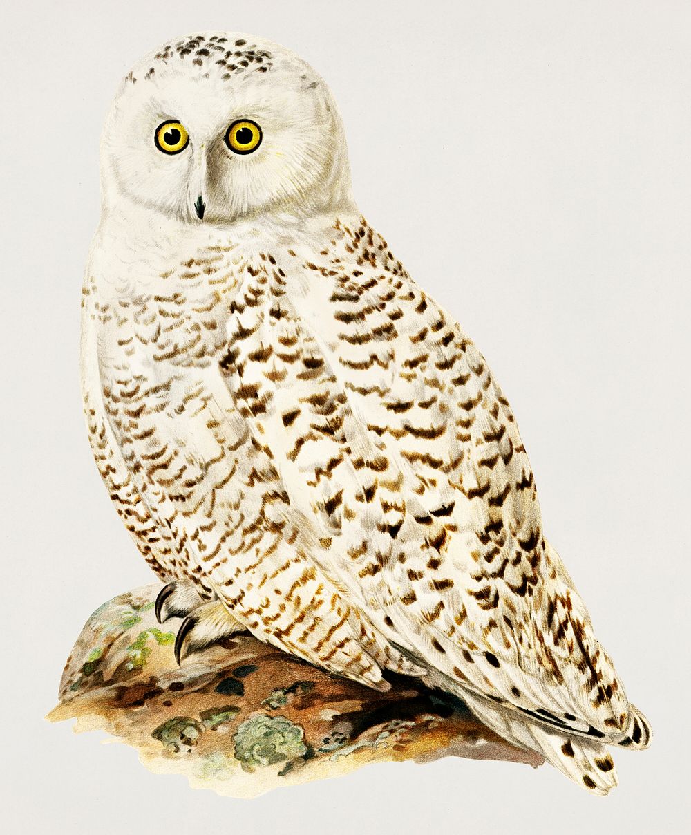 Snowy owl (Nyctea Scandiaca) illustrated by the von Wright brothers. Digitally enhanced from our own 1929 folio version of…