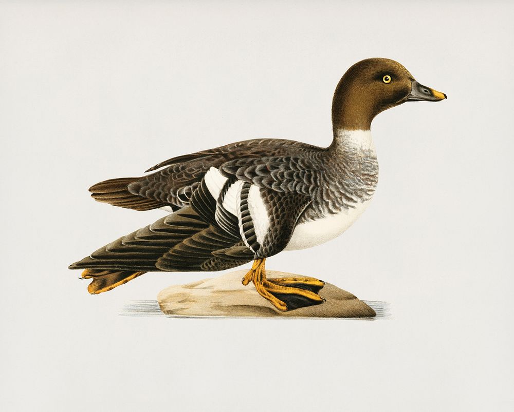 Goldeneye female (Bucephala clangula) illustrated by the von Wright brothers. Digitally enhanced from our own 1929 folio…